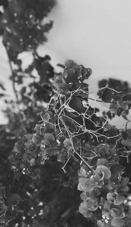 El Balcon De Alange Bed & Breakfast エクステリア 写真